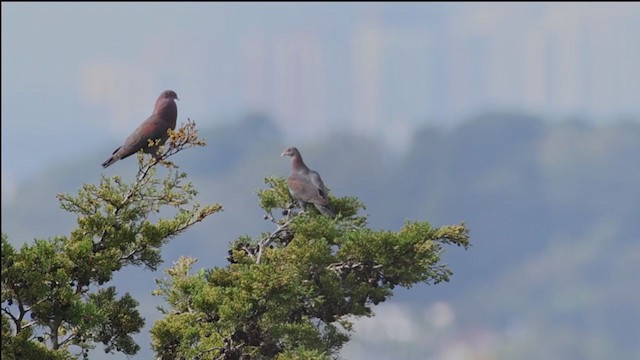 Red-billed Pigeon - ML349686721