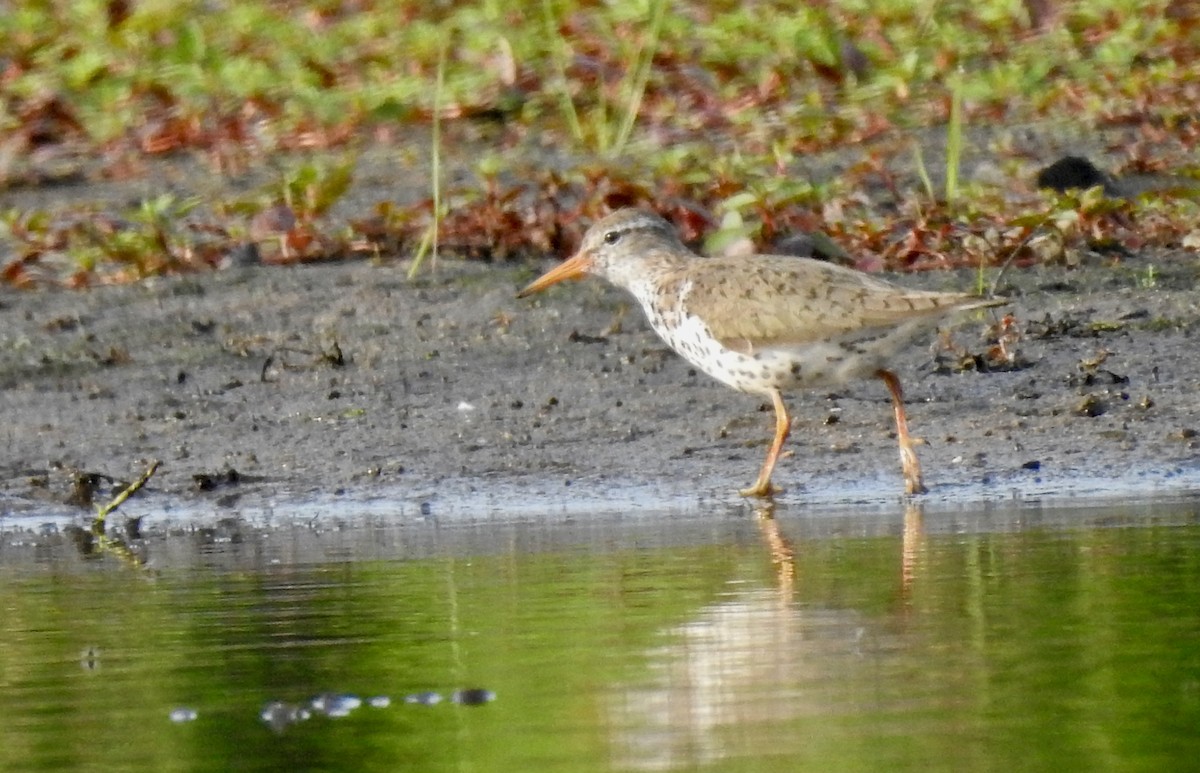 Spotted Sandpiper - ML349686771