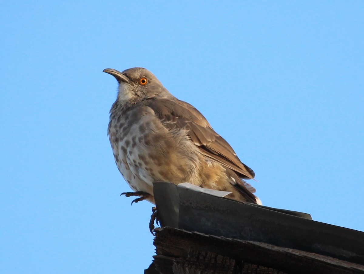 Curve-billed Thrasher - ML34968681