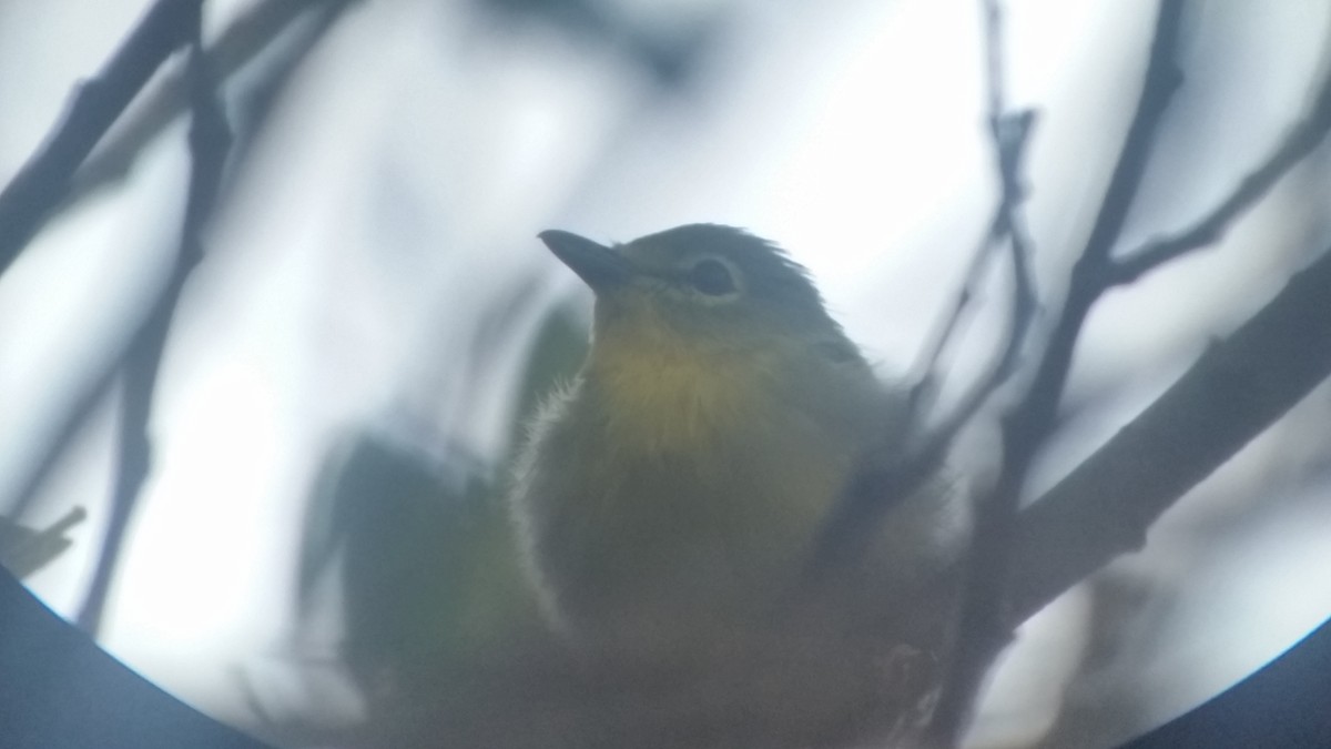 Yellow-throated Vireo - ML34968801