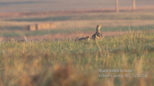 Sharp-tailed Grouse - ML349688321