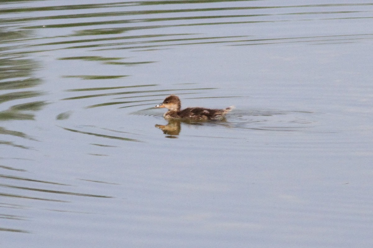 Hooded Merganser - ML349689481