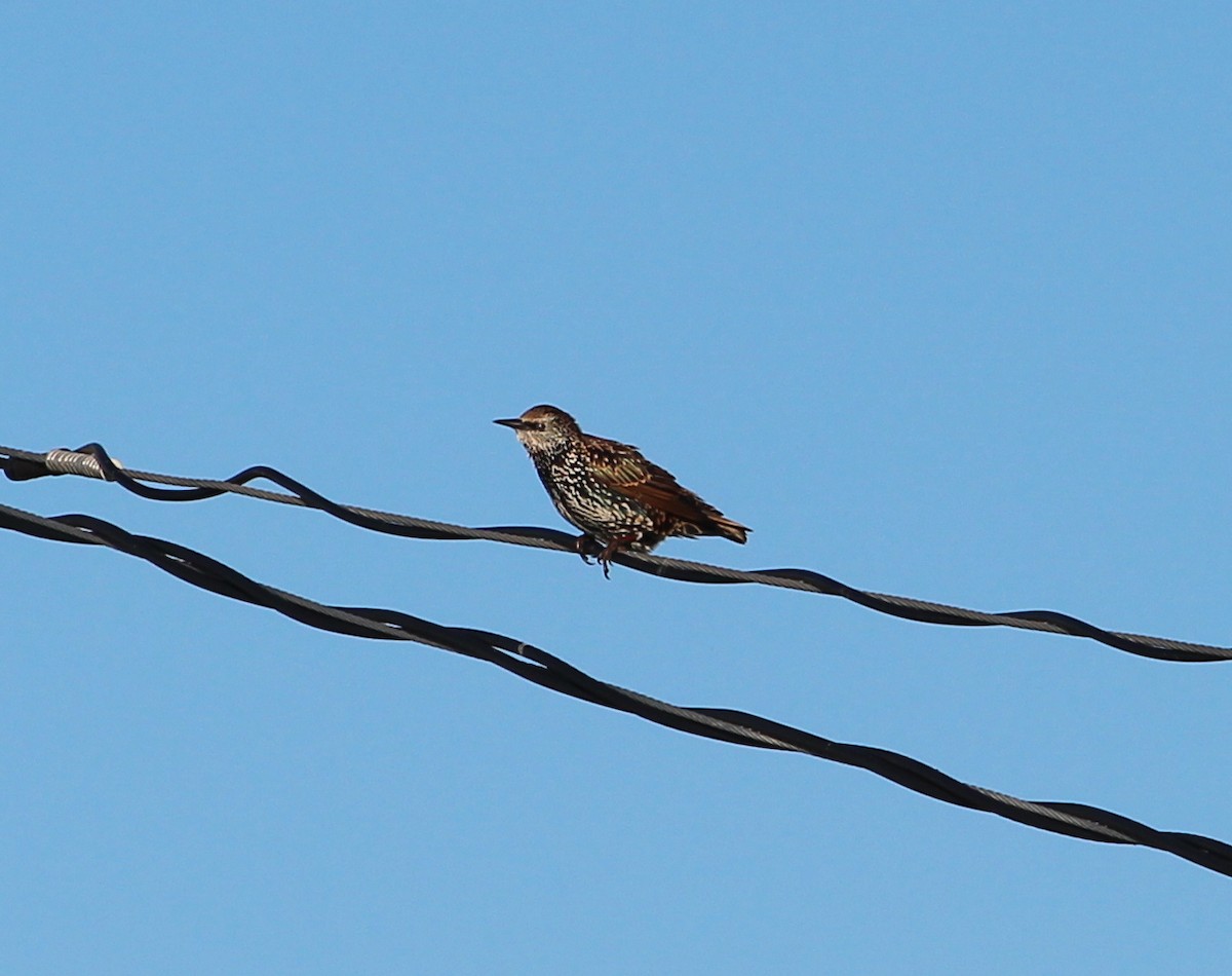 European Starling - ML34969281