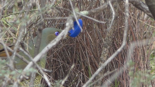 Satin Bowerbird - ML349693031