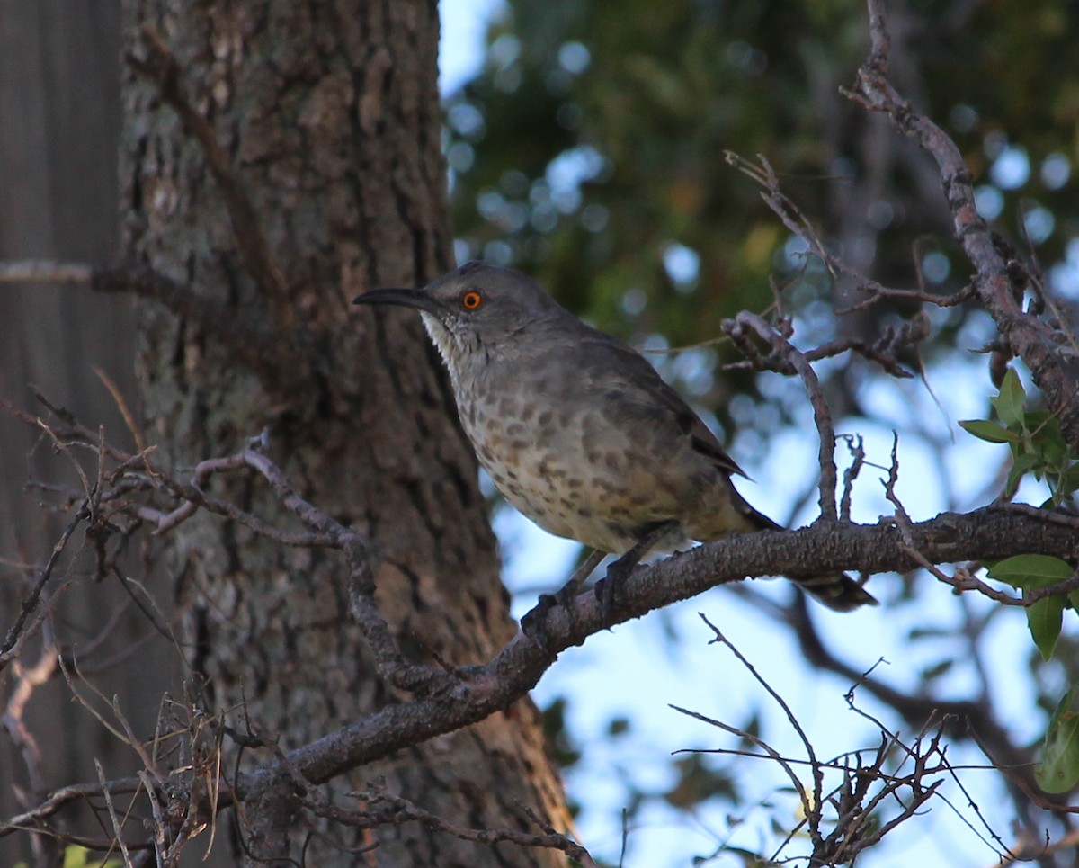 Curve-billed Thrasher - Jessie  Brantwein