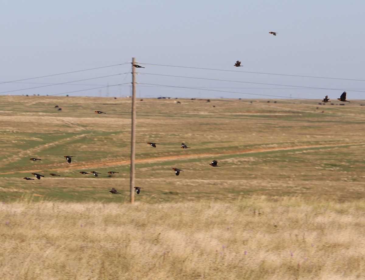 Yellow-headed Blackbird - ML34969511