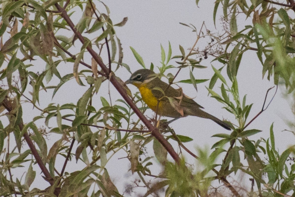 Yellow-breasted Chat - ML34969571