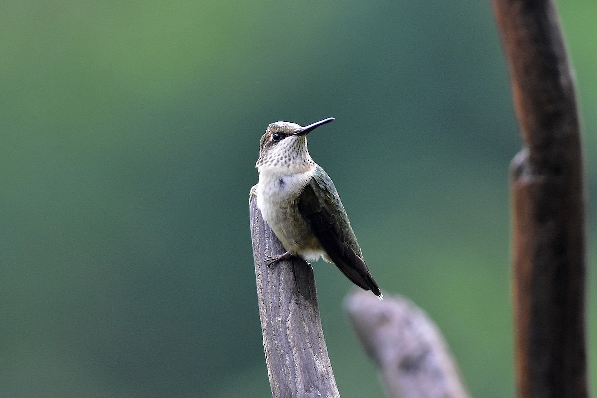 Ruby-throated Hummingbird - Joel Trick