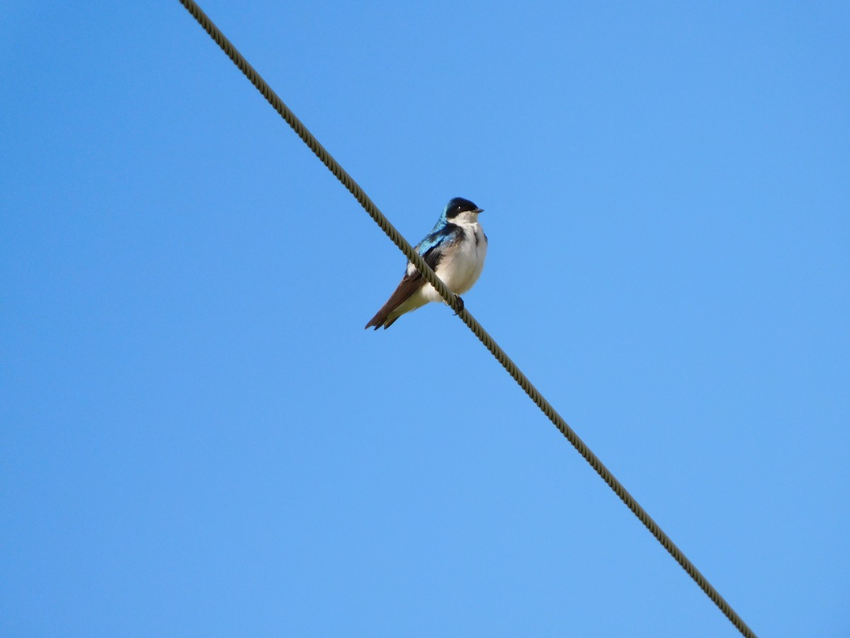Tree Swallow - ML349696351
