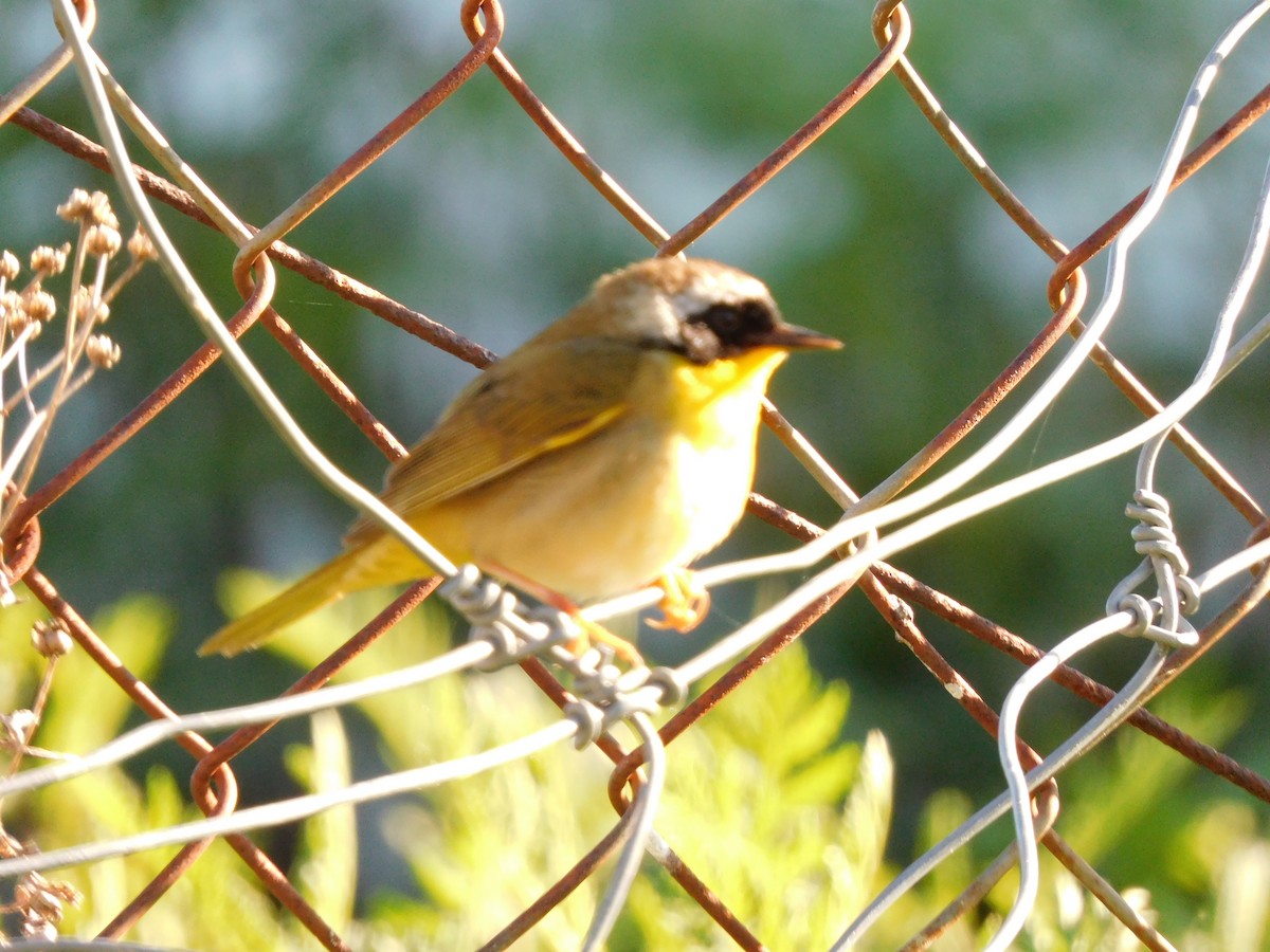 Common Yellowthroat - ML349696871