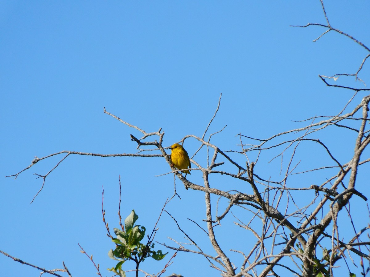 Yellow Warbler - ML349696921