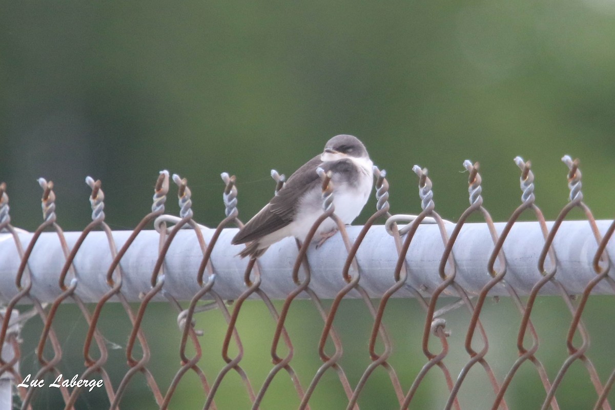 Tree Swallow - ML349697111