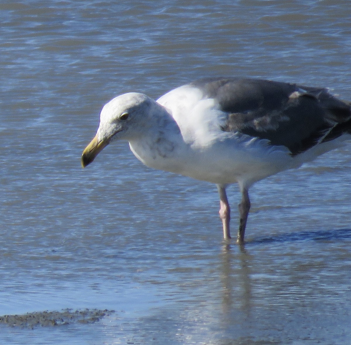 Western Gull - George Chrisman