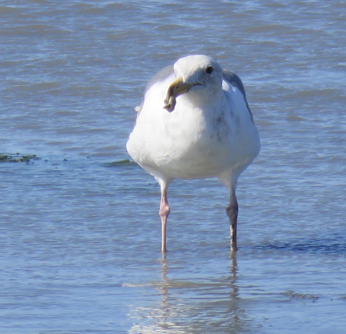 Western Gull - George Chrisman