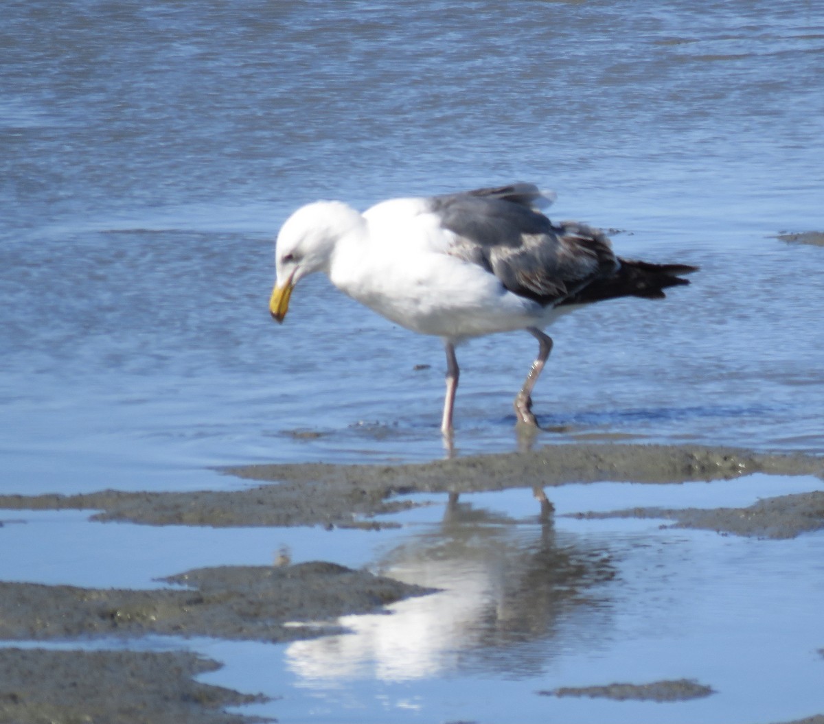 Western Gull - George Chrisman