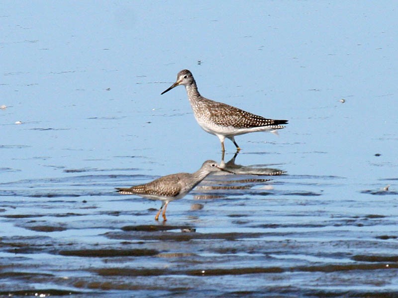 Lesser Yellowlegs - Greg Gillson