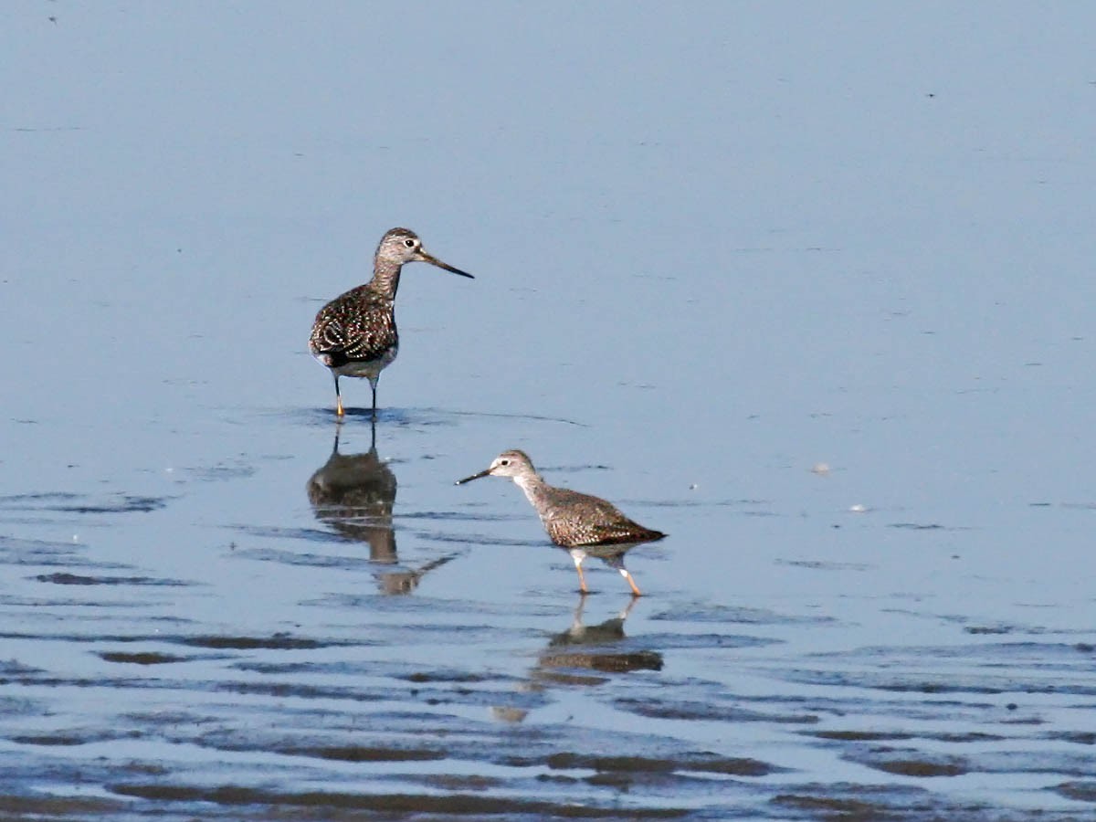 Lesser Yellowlegs - Greg Gillson