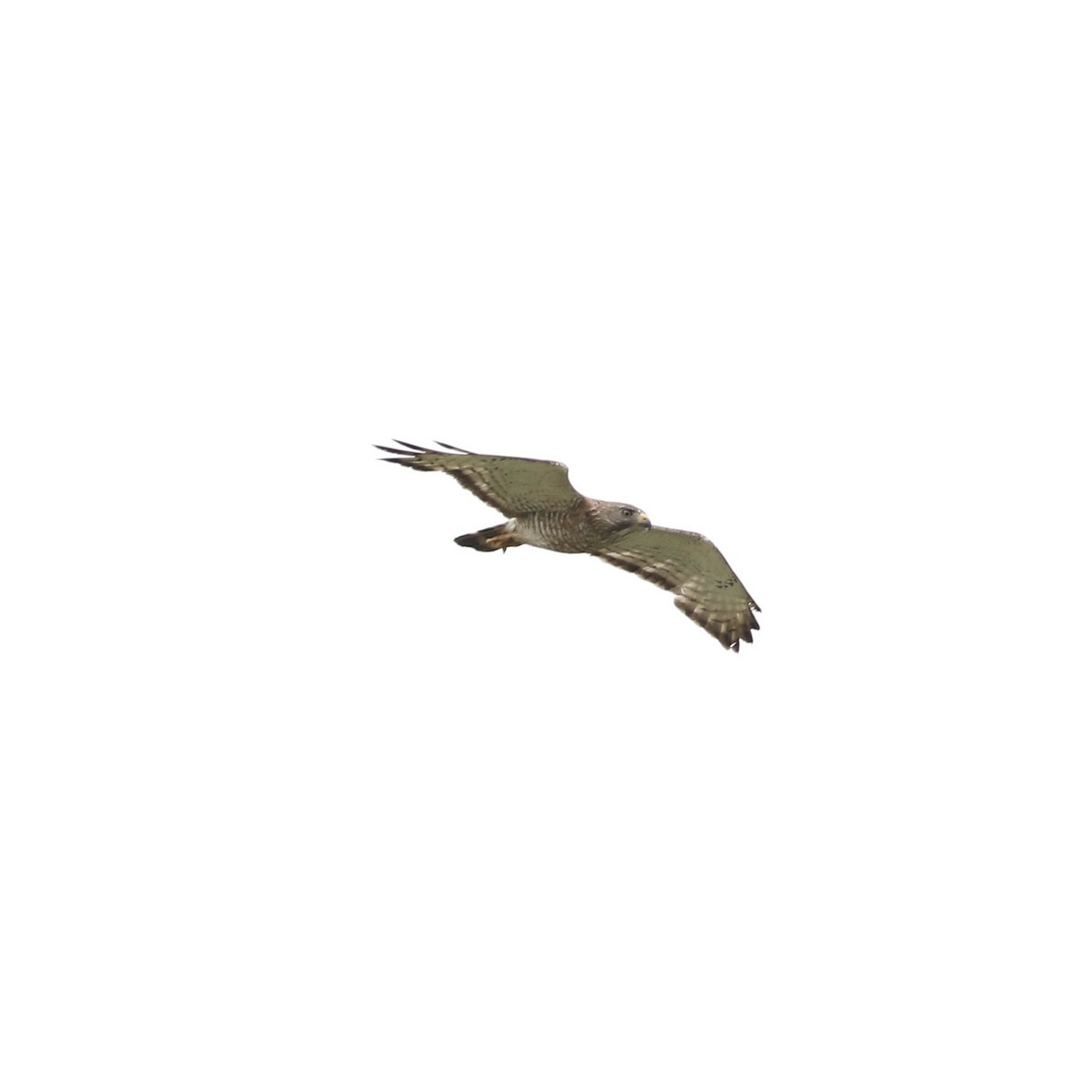 Broad-winged Hawk - ML349699991