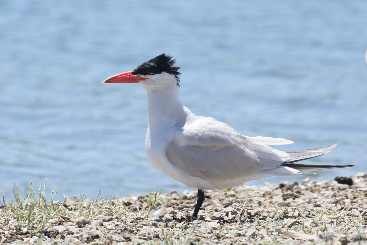 Caspian Tern - Garrett Lau