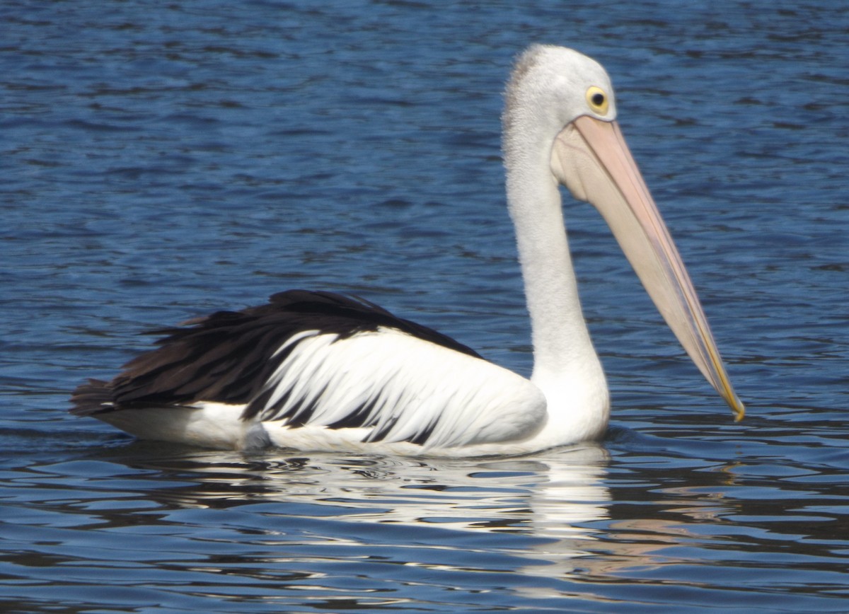 Australian Pelican - ML349702991