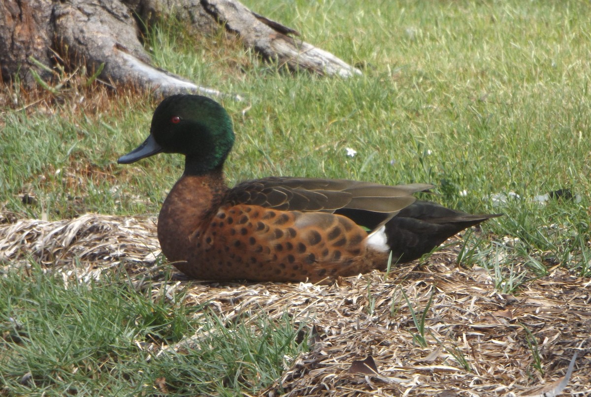 Chestnut Teal - ML349703031