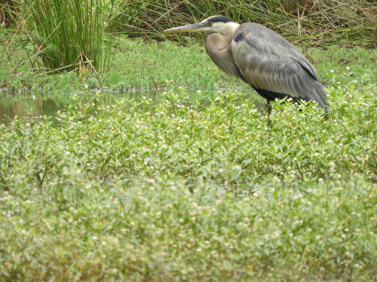 Great Blue Heron - ML349704971