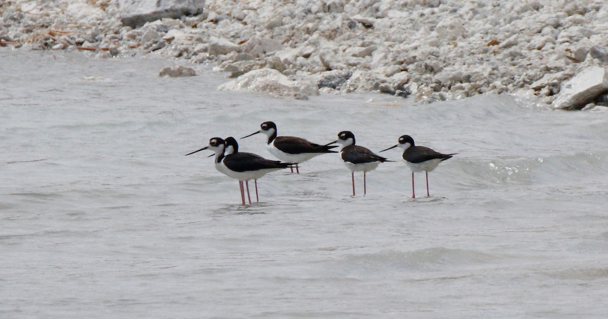 Black-necked Stilt - ML349706271