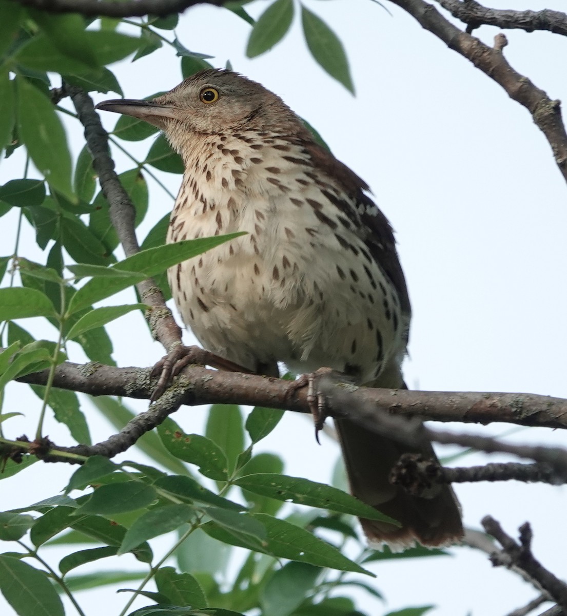 Brown Thrasher - ML349706401