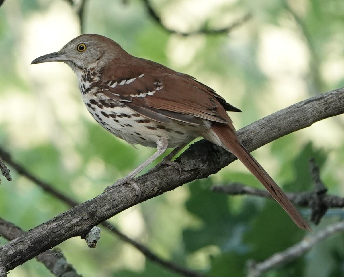 Brown Thrasher - ML349706421