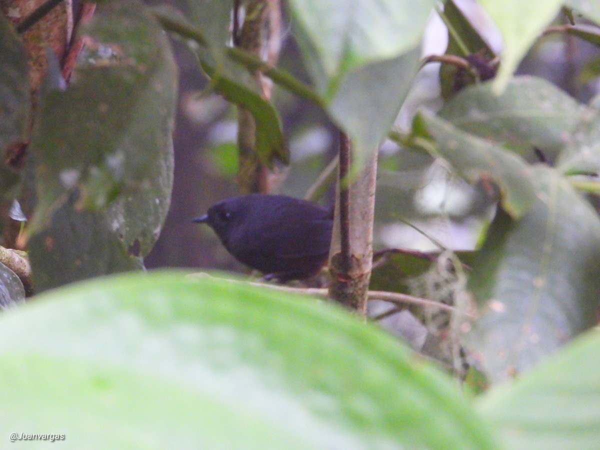 Magdalena Tapaculo - ML349706481