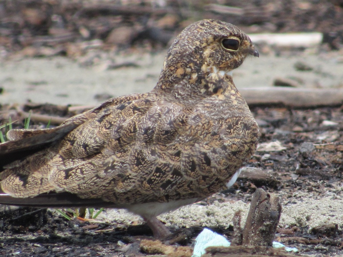 Nacunda Nighthawk - Luis Zuñiga /Horses Cartagena tours