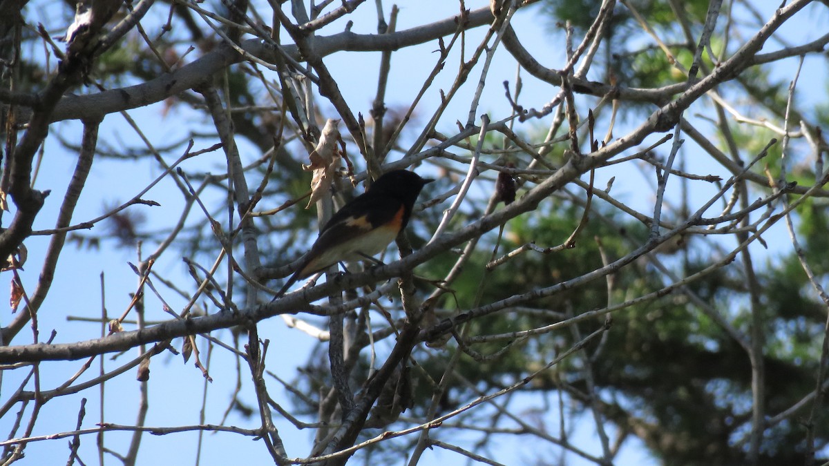 American Redstart - ML349709051