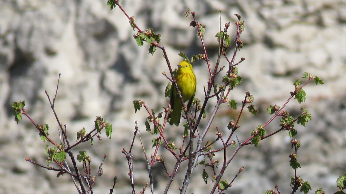 Yellow Warbler - ML349709131