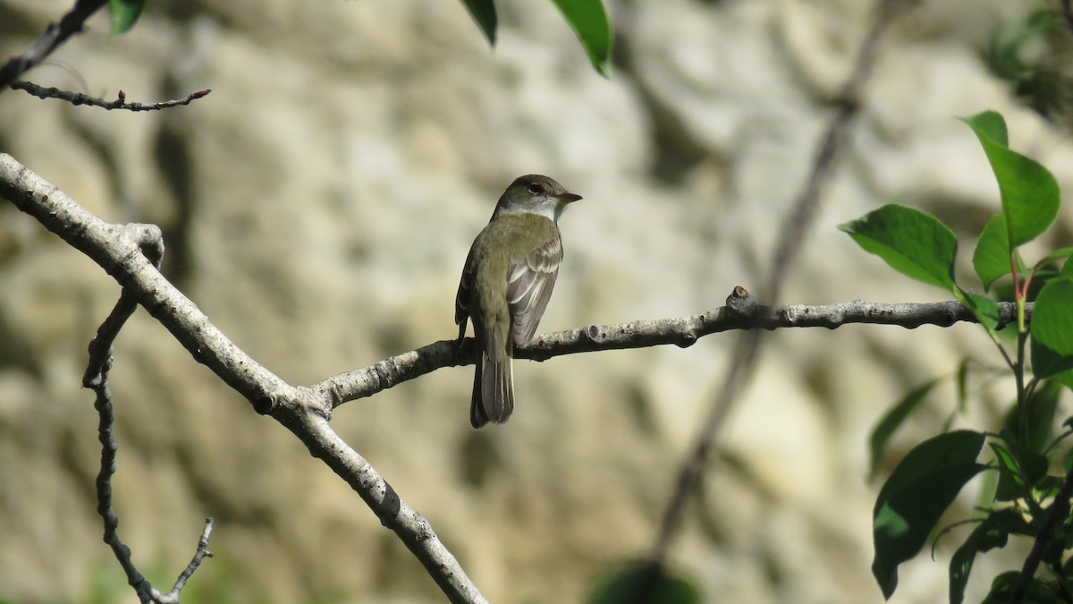 Willow Flycatcher - Curtis Mahon