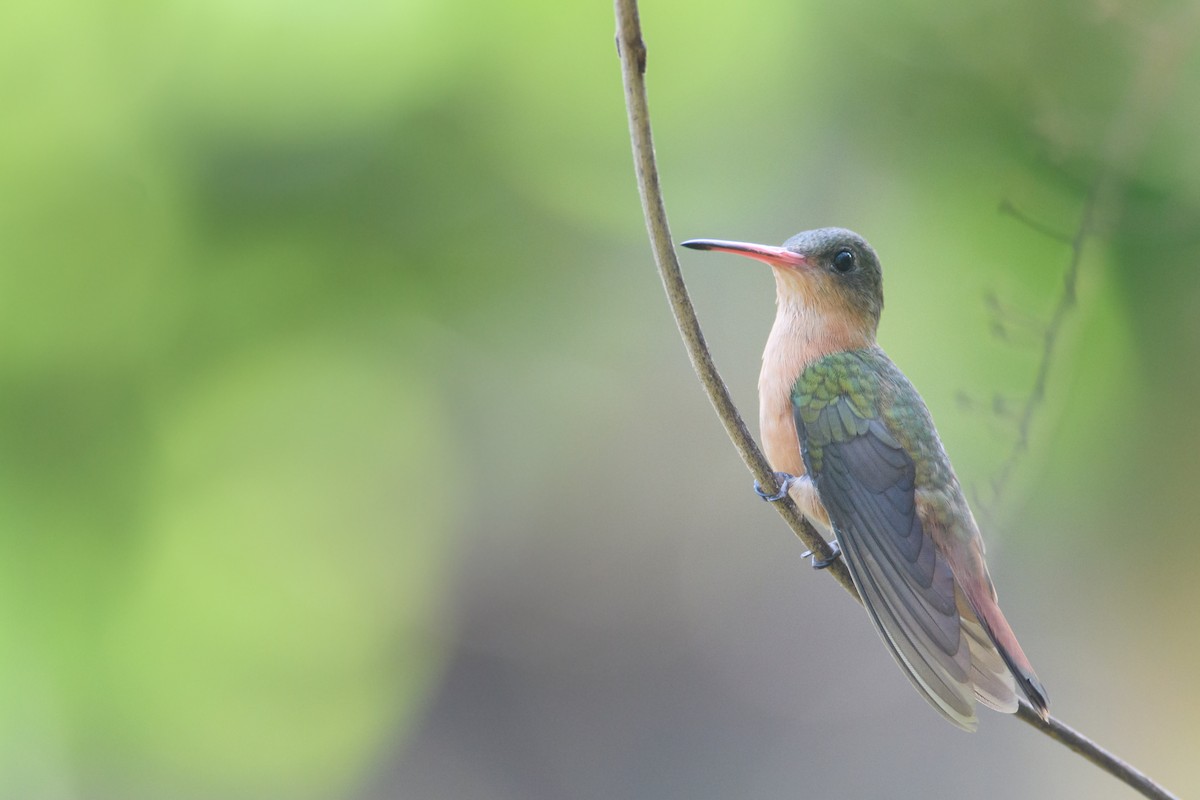 kolibřík ryšavý - ML349709481
