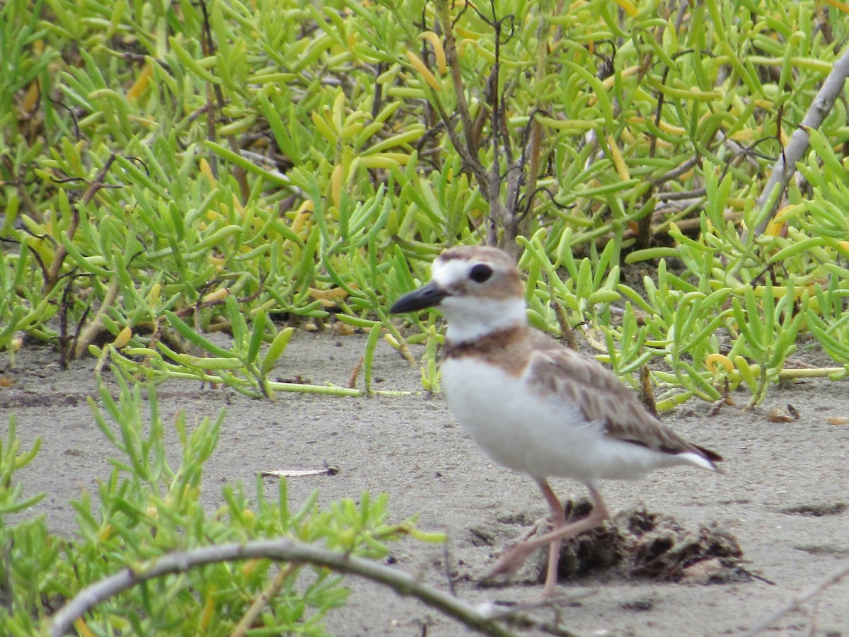 Collared Plover - ML349709551