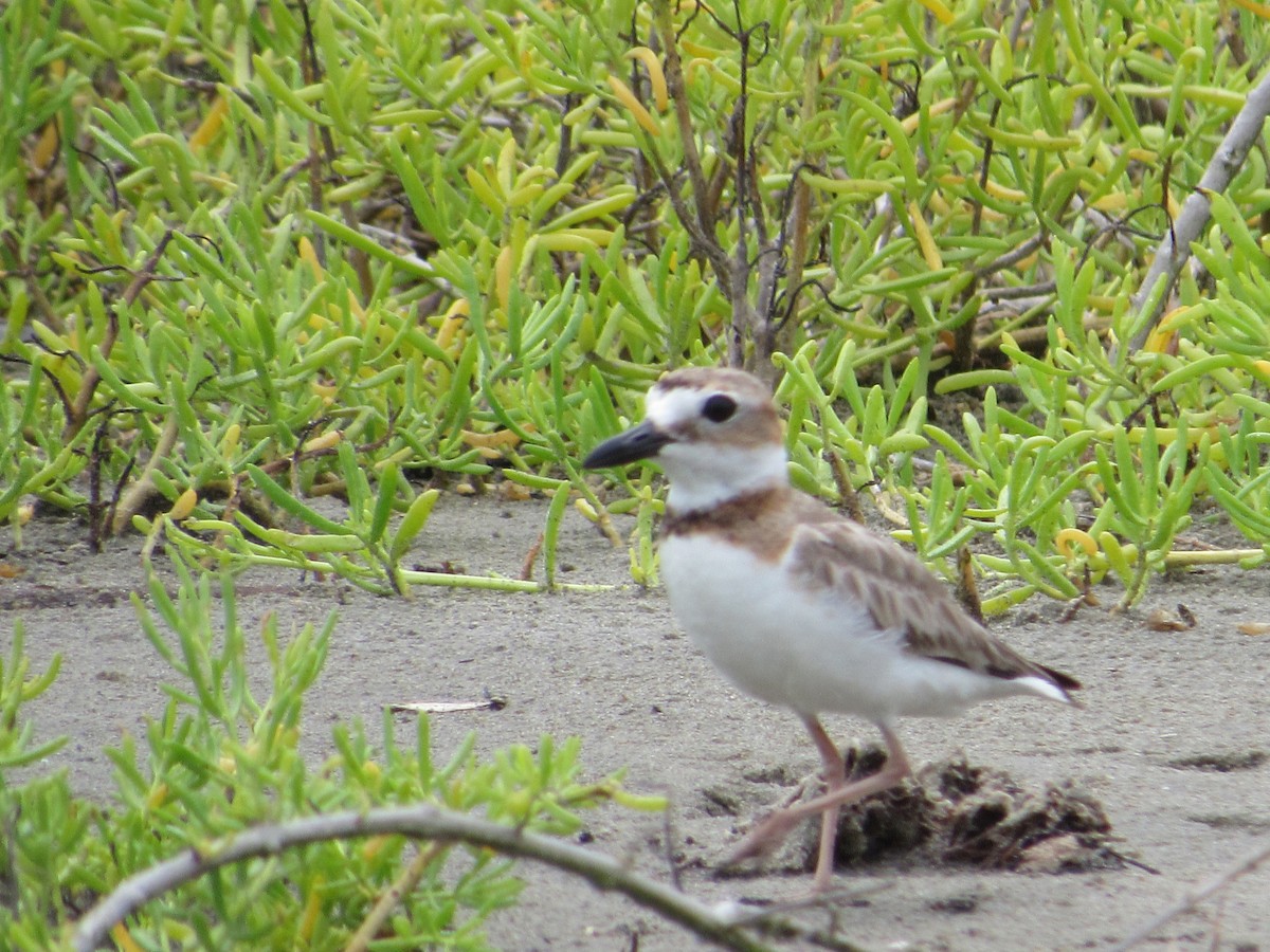 Collared Plover - Luis Zuñiga /Horses Cartagena tours