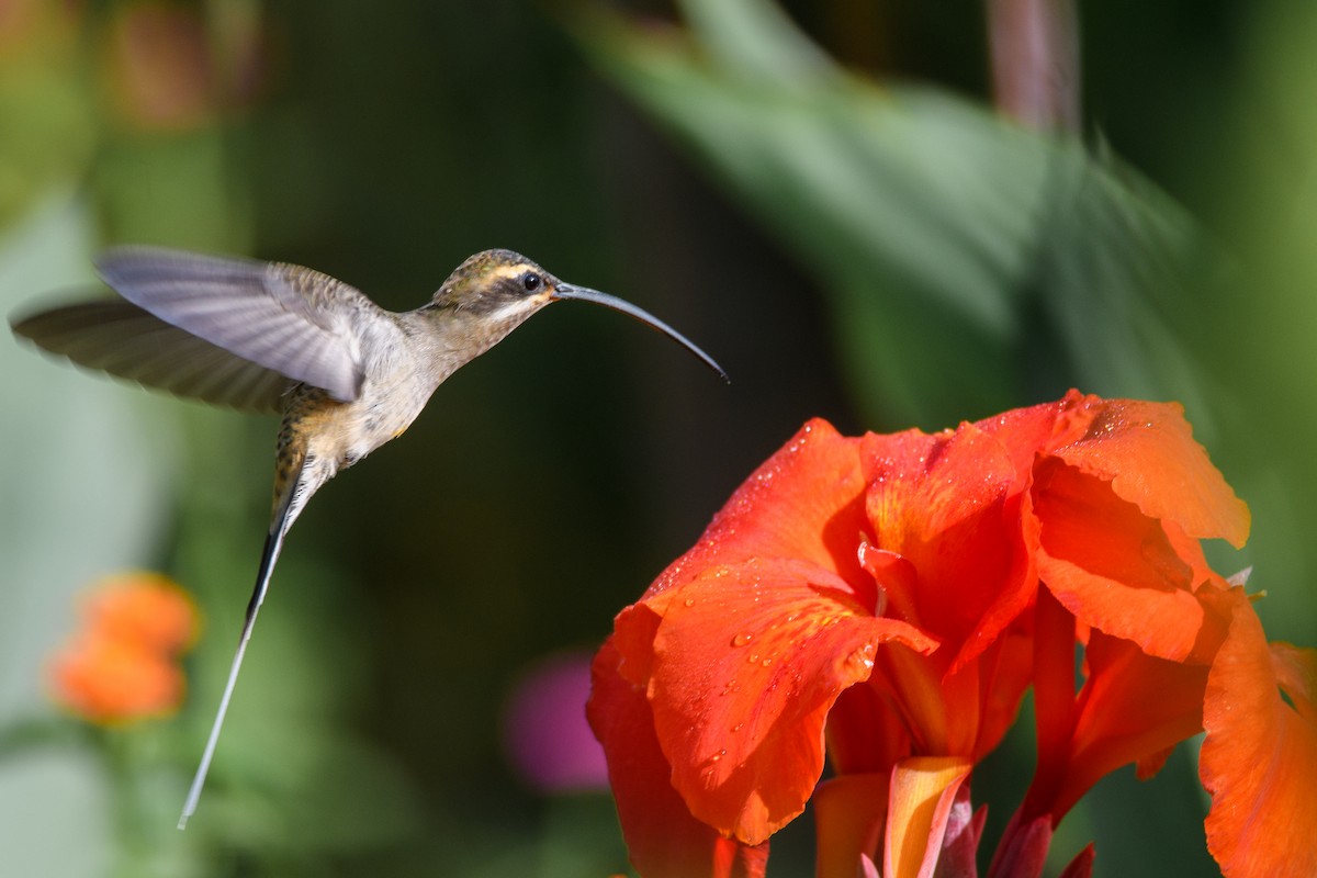 kolibřík západomexický - ML349709571