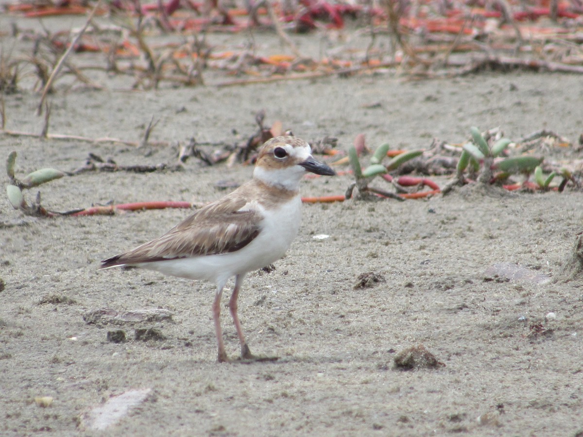 Wilson's Plover - ML349710161