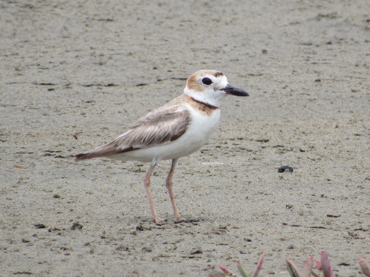 Wilson's Plover - ML349710221