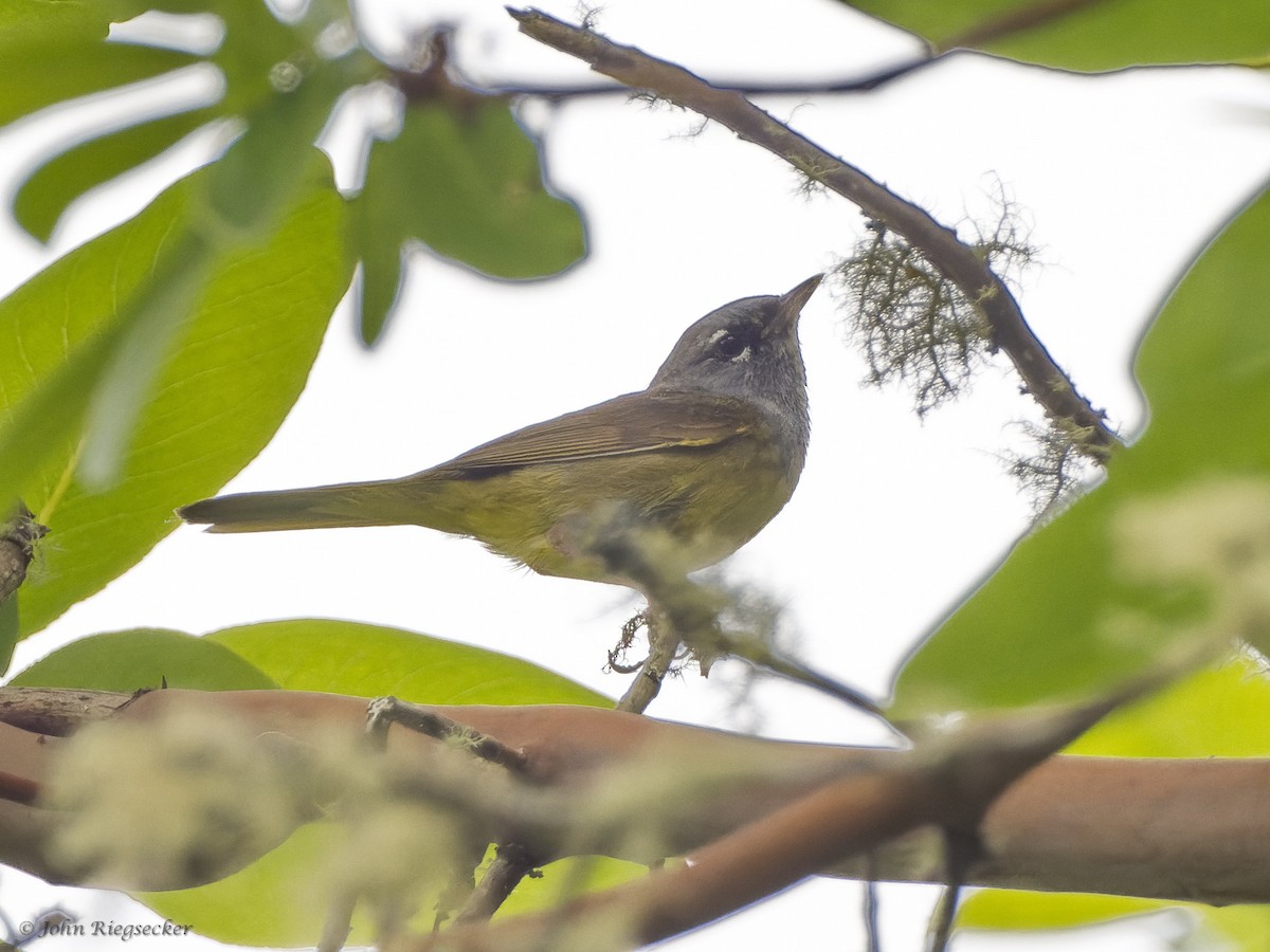 MacGillivray's Warbler - ML349711001