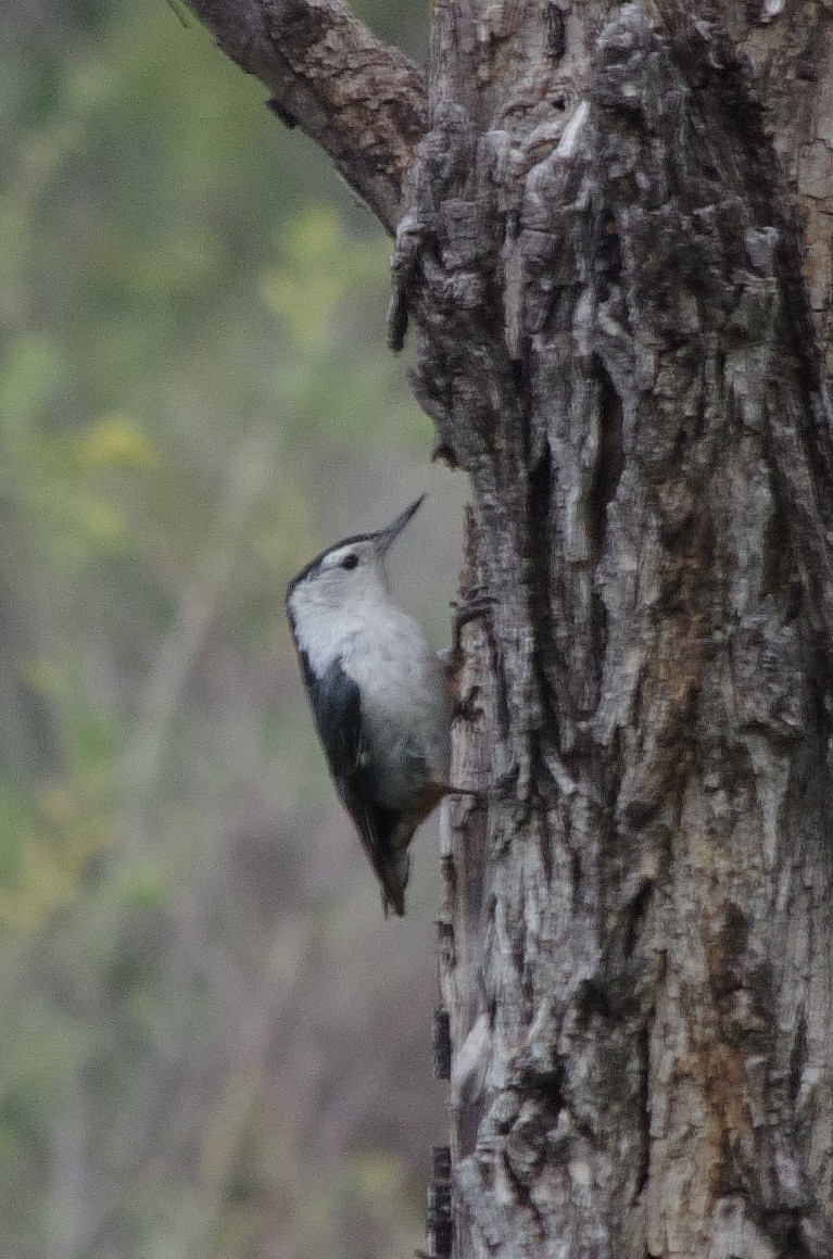 White-breasted Nuthatch - ML349712021