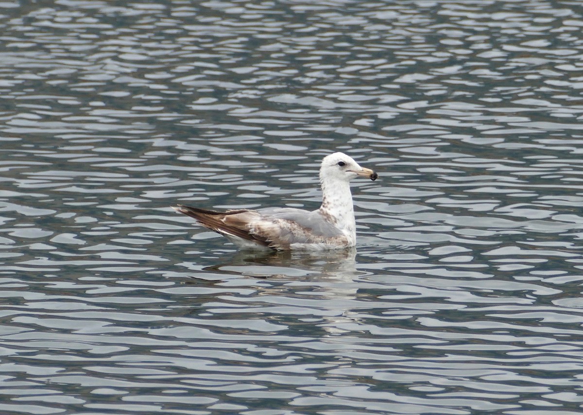 Gaviota Californiana - ML349712851