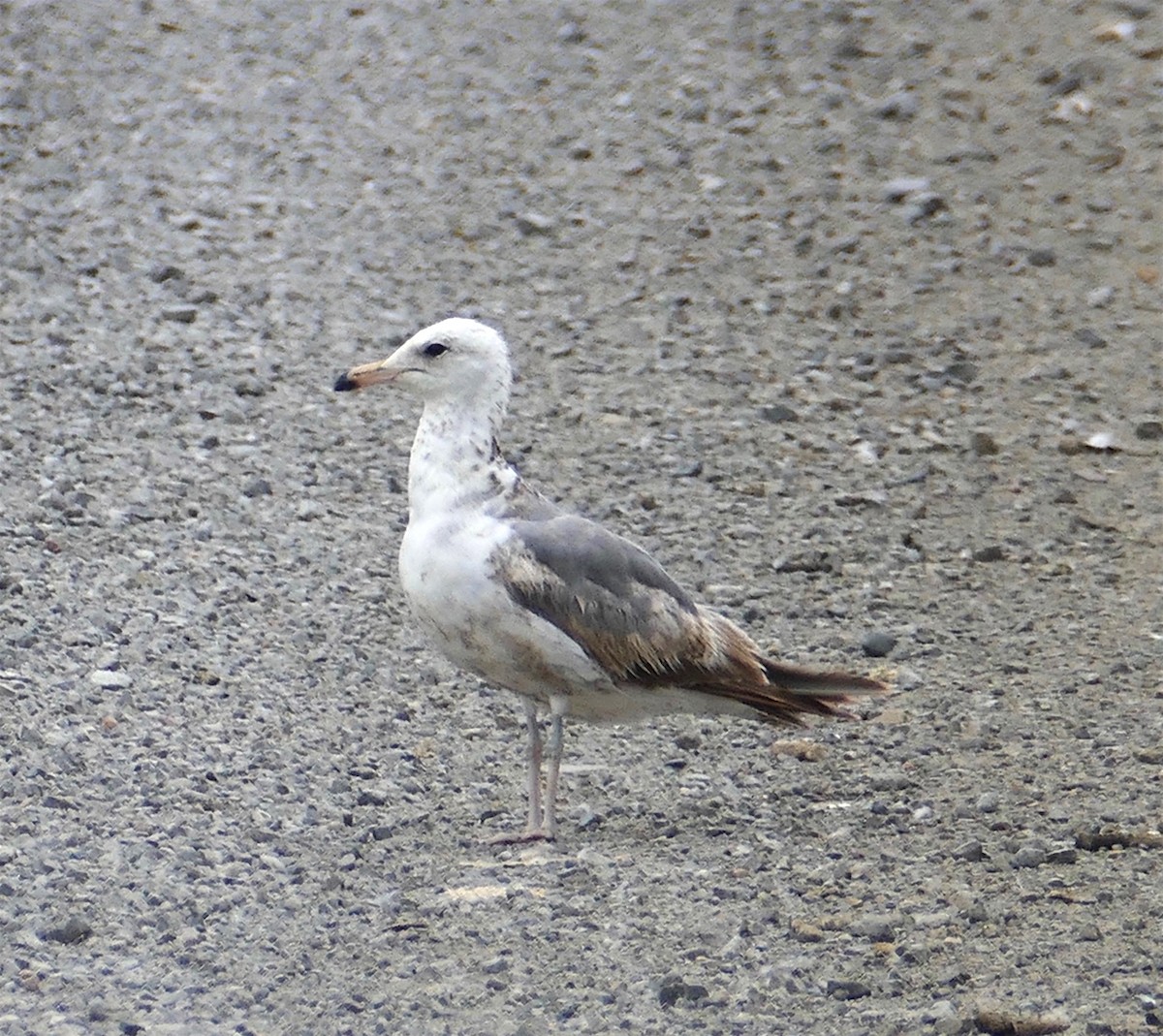 Gaviota Californiana - ML349712861