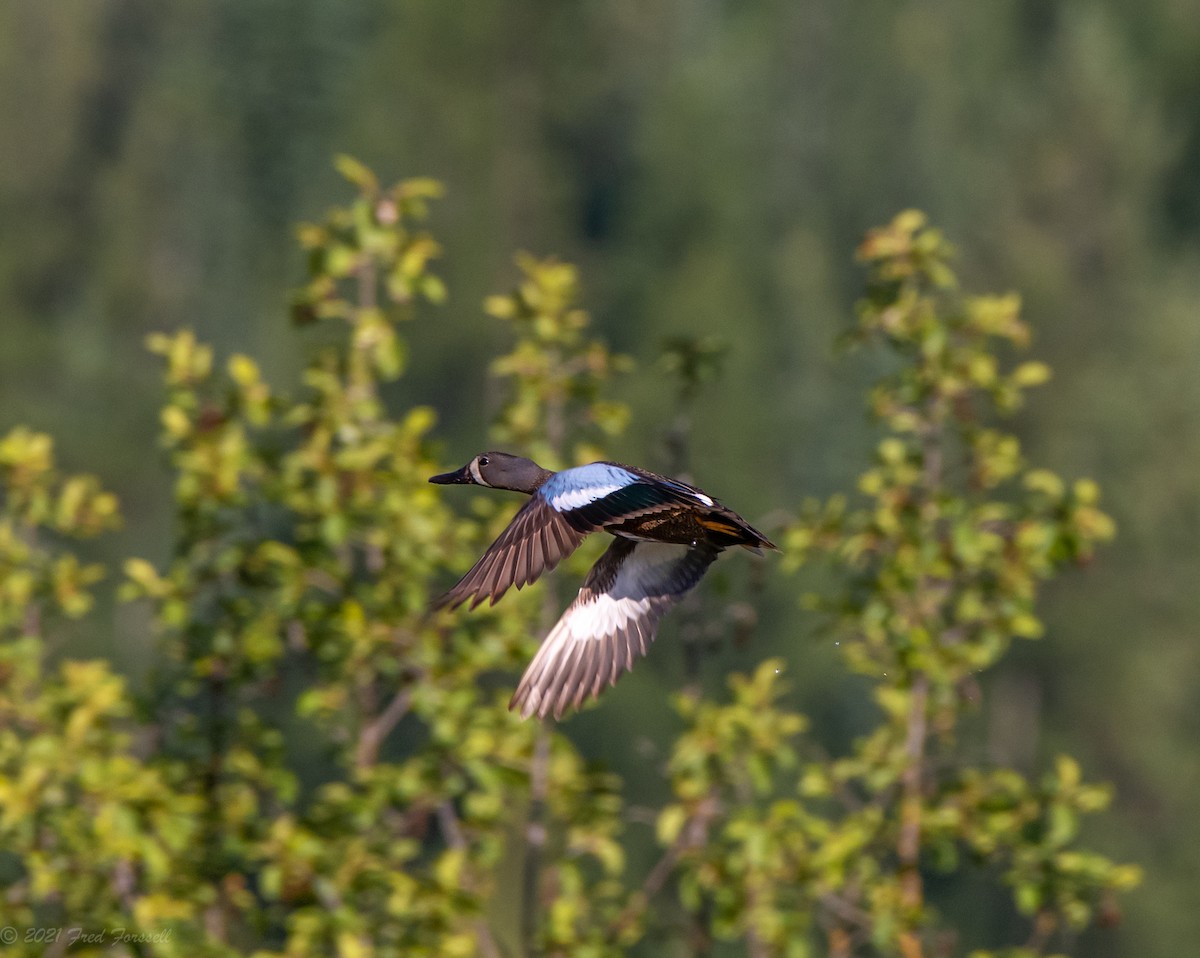 Blue-winged Teal - Fred Forssell