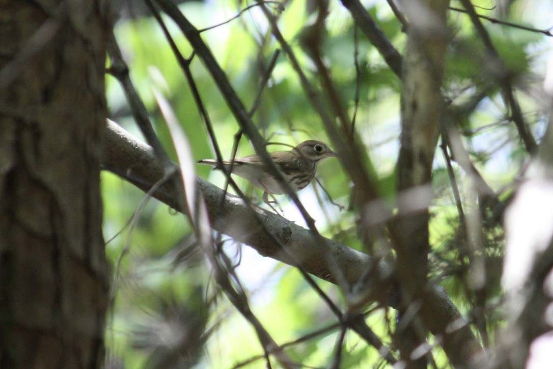 Ovenbird - ML349713601