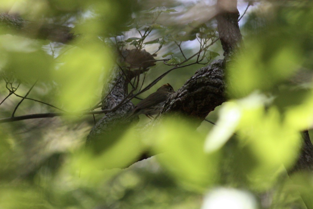 Ovenbird - ML349713721