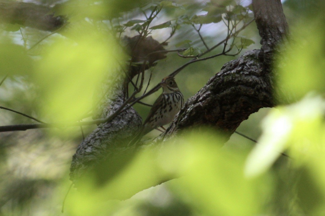 Ovenbird - ML349713731