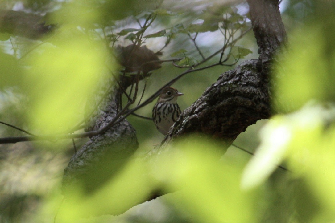 Ovenbird - ML349713741