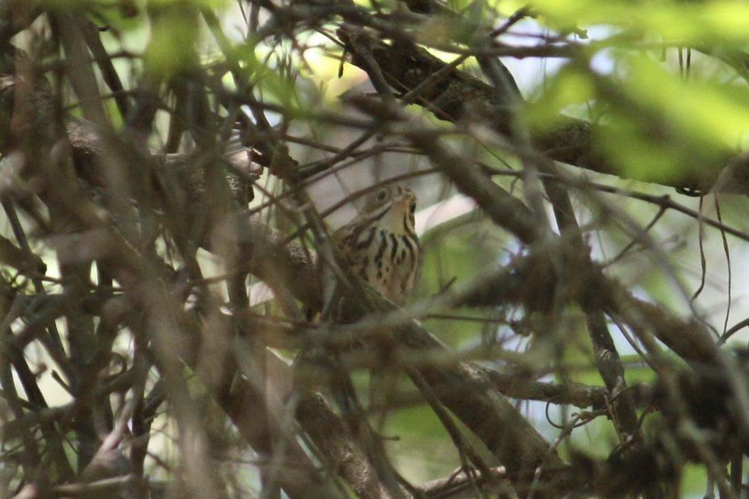 Ovenbird - ML349713751